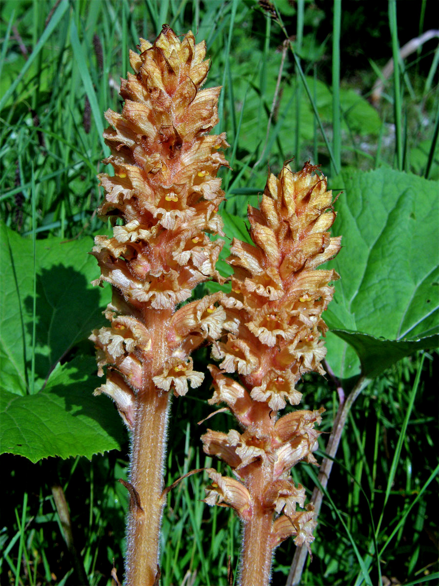 Záraza devětsilová (Orobanche flava F. W. Schultz)