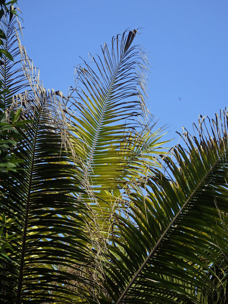 Olejnice guinejská (Elaeis guineensis Jacq.)