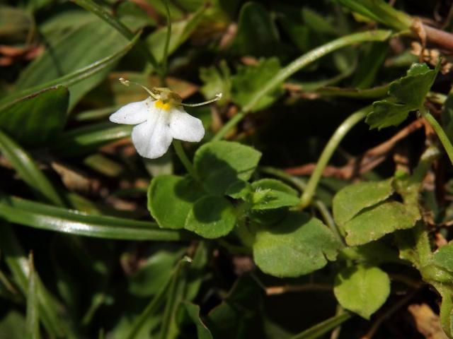 Lindernia nummulariifolia (D. Don) Wettst.