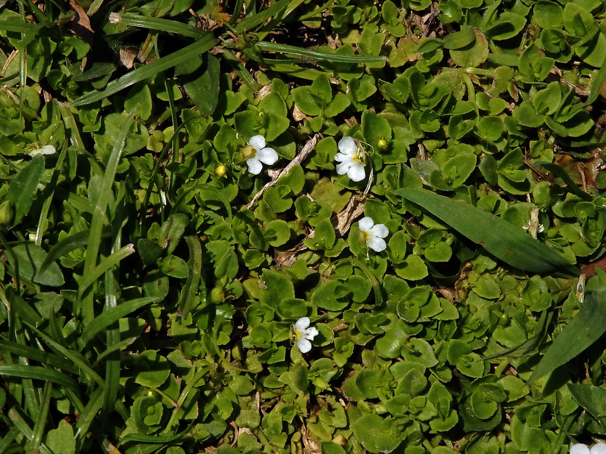 Lindernia nummulariifolia (D. Don) Wettst.