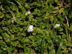 Lindernia nummulariifolia (D. Don) Wettst.