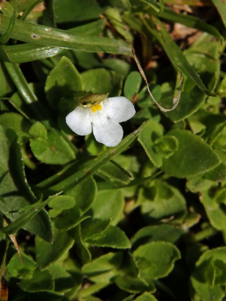 Lindernia nummulariifolia (D. Don) Wettst.