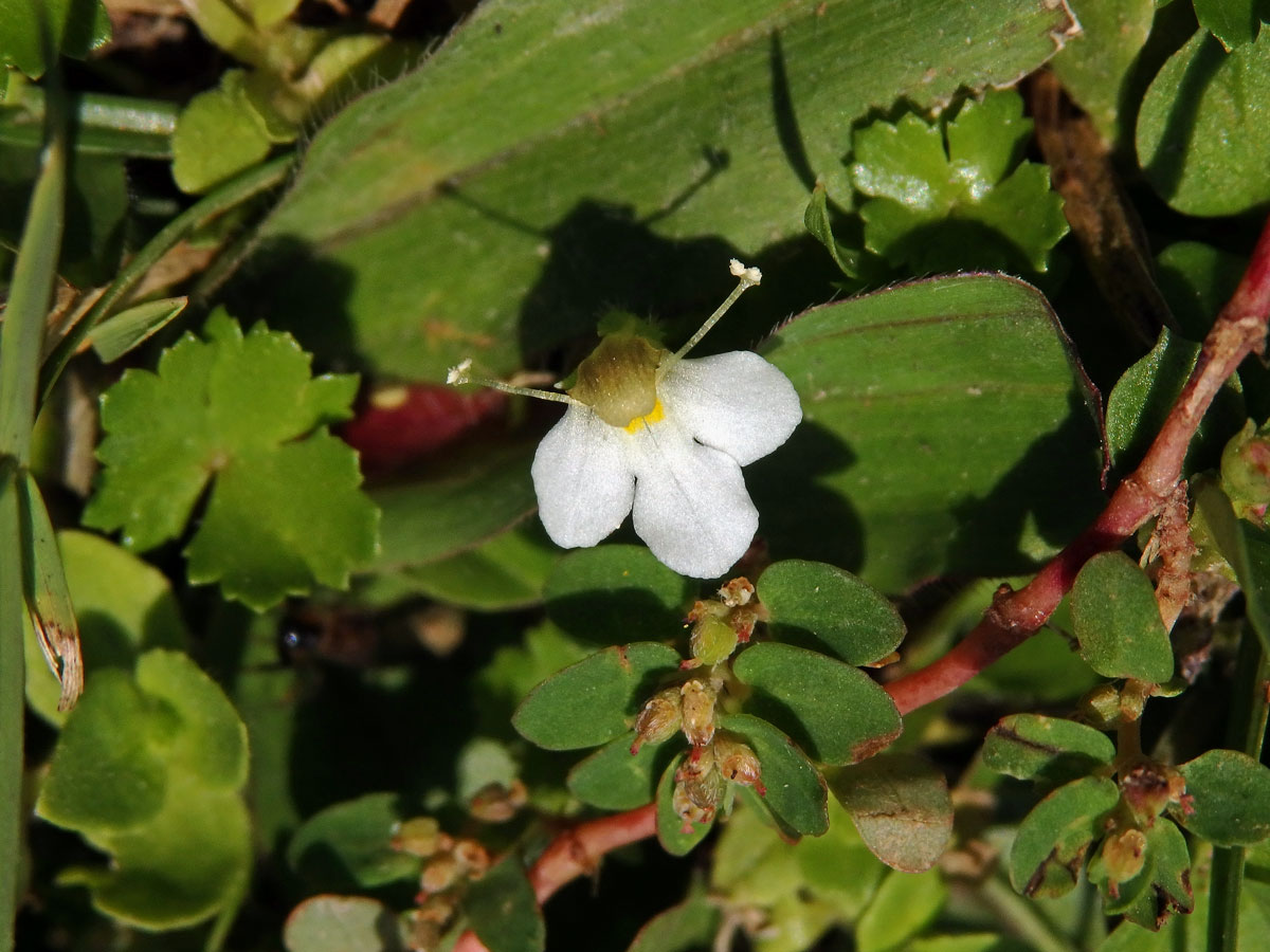 Lindernia nummulariifolia (D. Don) Wettst.