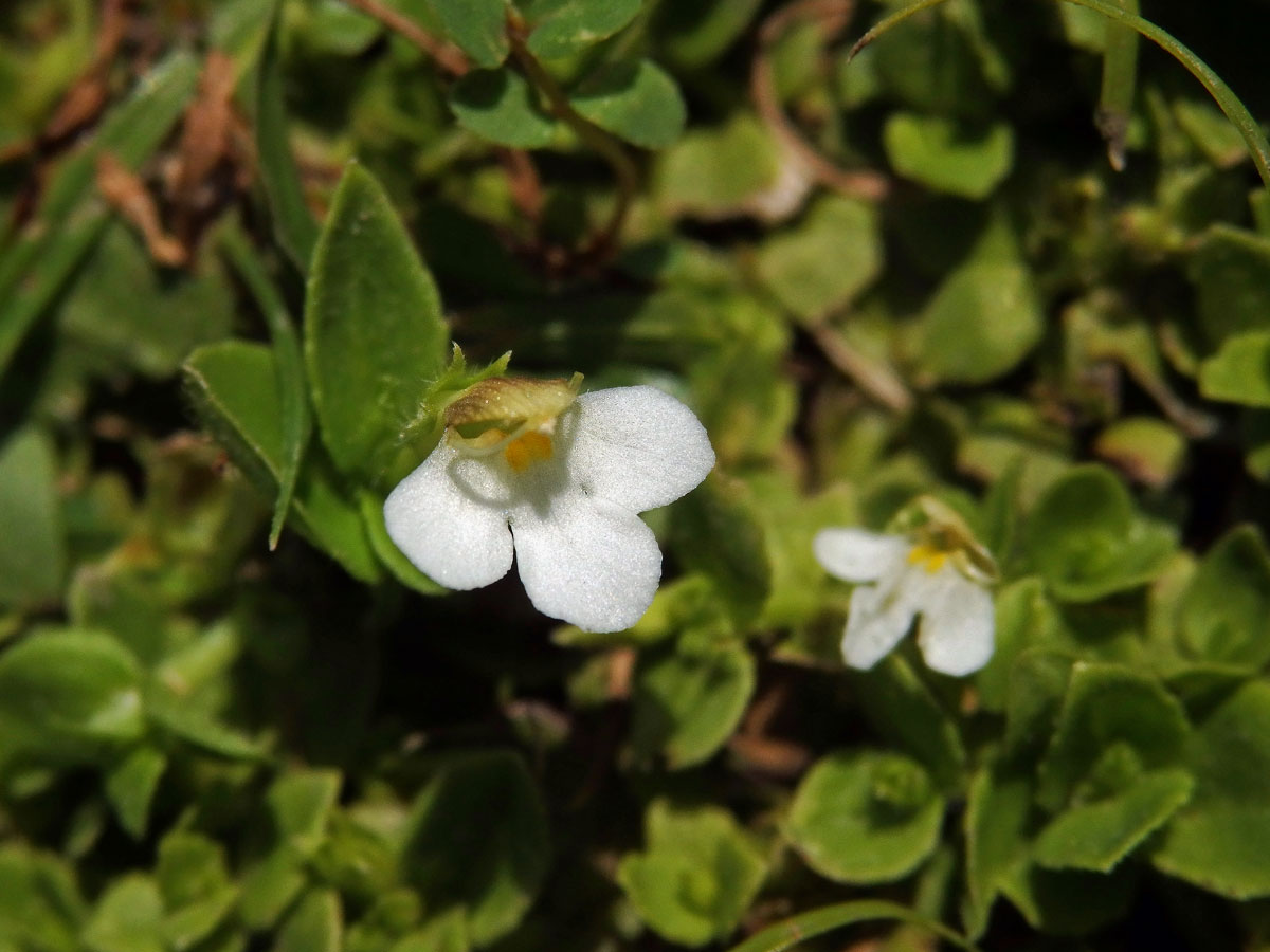 Lindernia nummulariifolia (D. Don) Wettst.