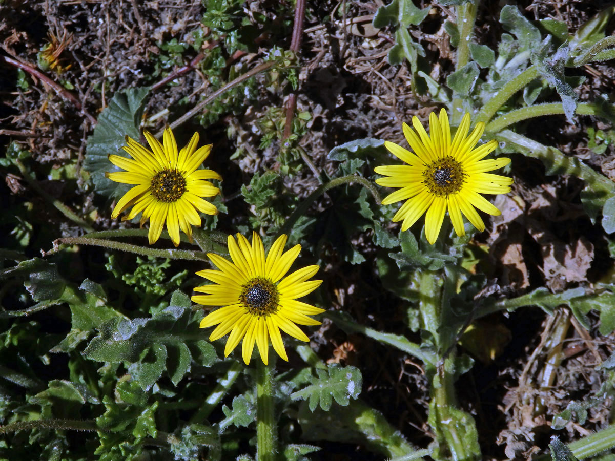 Oruňka měsíčkovitá (Artctotheca calendula (L.) Levyns)