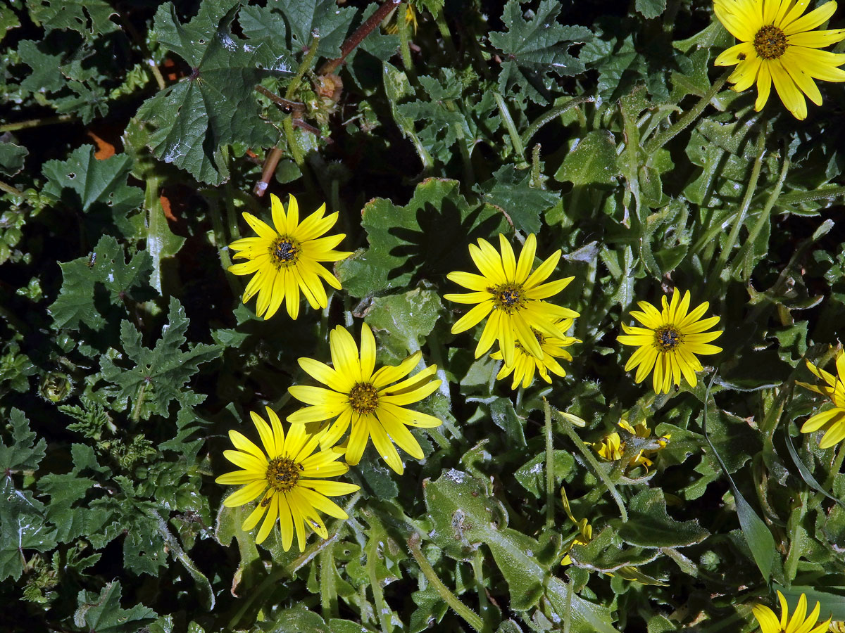 Oruňka měsíčkovitá (Artctotheca calendula (L.) Levyns)