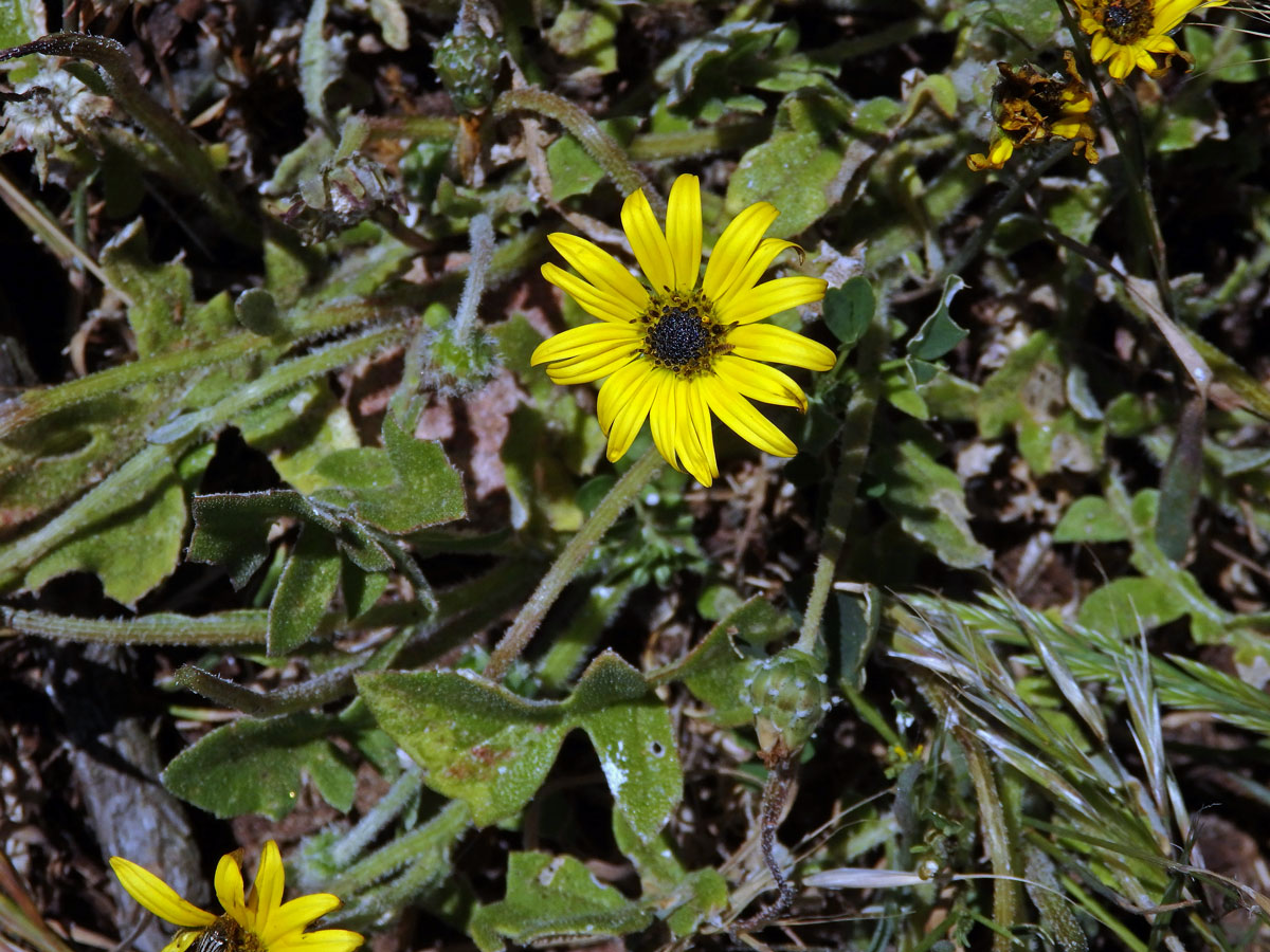 Oruňka měsíčkovitá (Artctotheca calendula (L.) Levyns)