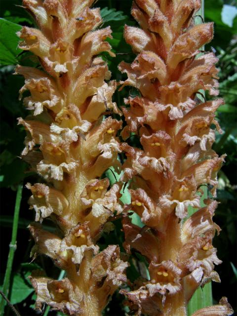 Záraza devětsilová (Orobanche flava F. W. Schultz)