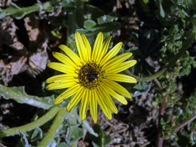 Oruňka měsíčkovitá (Artctotheca calendula (L.) Levyns)