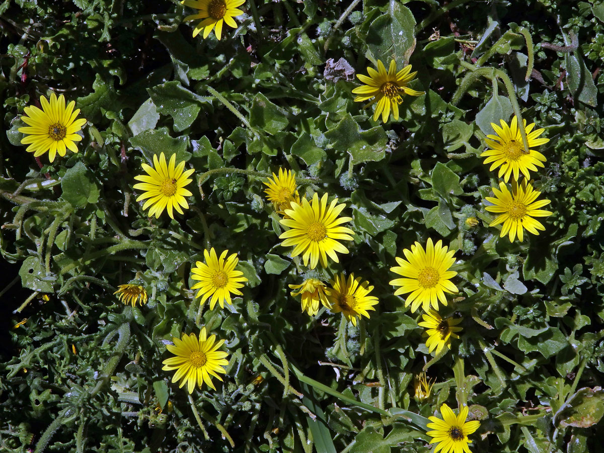 Oruňka měsíčkovitá (Artctotheca calendula (L.) Levyns), čistě žluté květenství