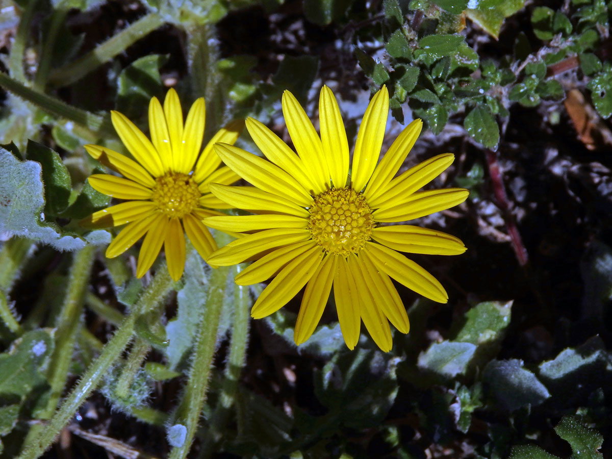 Oruňka měsíčkovitá (Artctotheca calendula (L.) Levyns), čistě žluté květenství