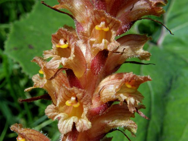 Záraza devětsilová (Orobanche flava F. W. Schultz)