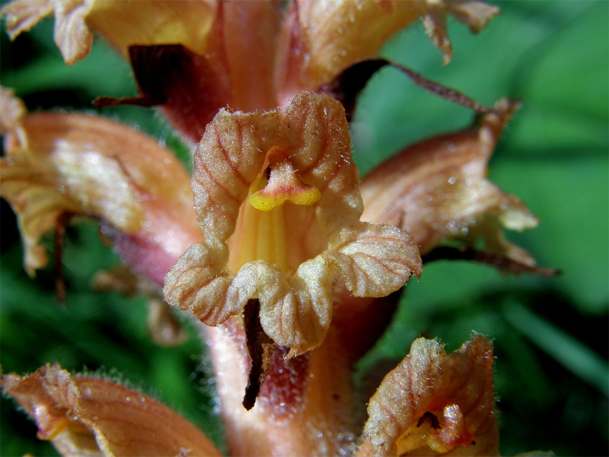 Záraza devětsilová (Orobanche flava F. W. Schultz)