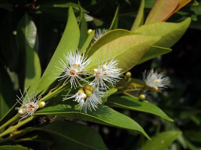 Hřebíčkovec šabrejový (Syzygium cumini (L.) Skeels)