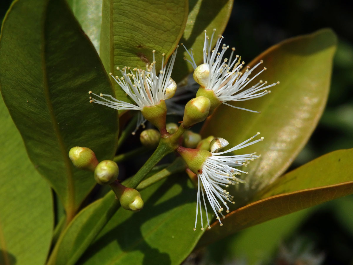 Hřebíčkovec šabrejový (Syzygium cumini (L.) Skeels)