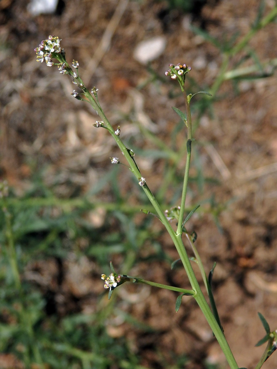 Řeřicha (Lepidium graminifolium L.)