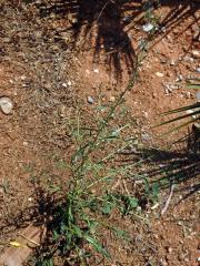 Řeřicha (Lepidium graminifolium L.)