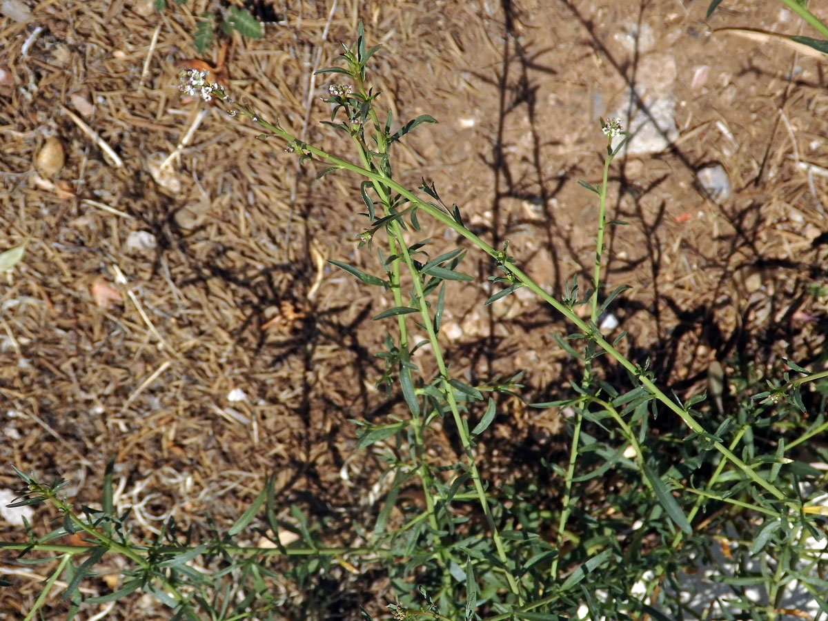 Řeřicha (Lepidium graminifolium L.)