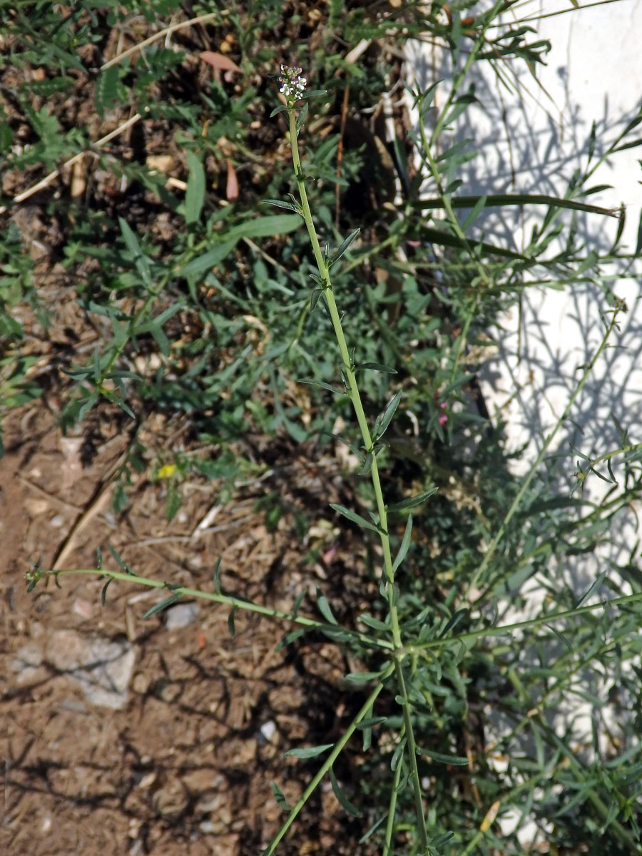 Řeřicha (Lepidium graminifolium L.)