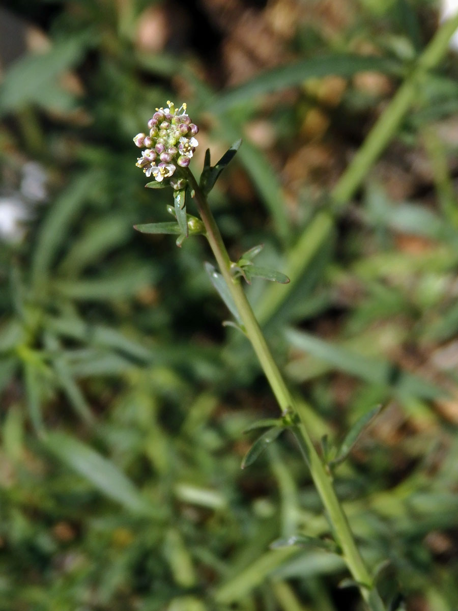 Řeřicha (Lepidium graminifolium L.)