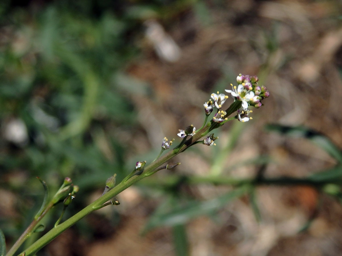 Řeřicha (Lepidium graminifolium L.)