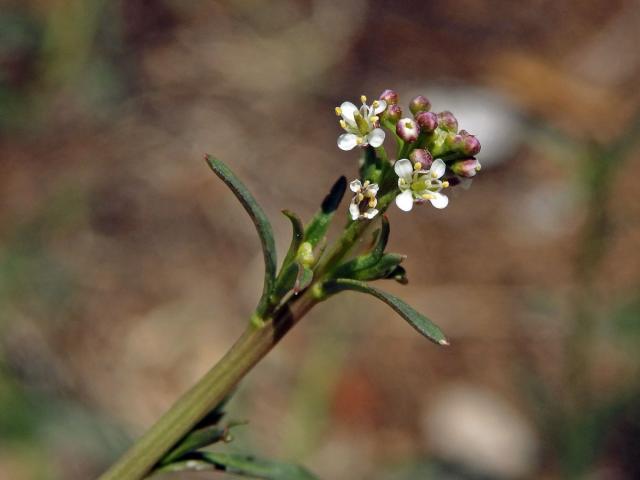 Řeřicha (Lepidium graminifolium L.)