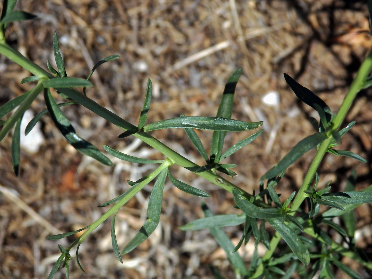 Řeřicha (Lepidium graminifolium L.)