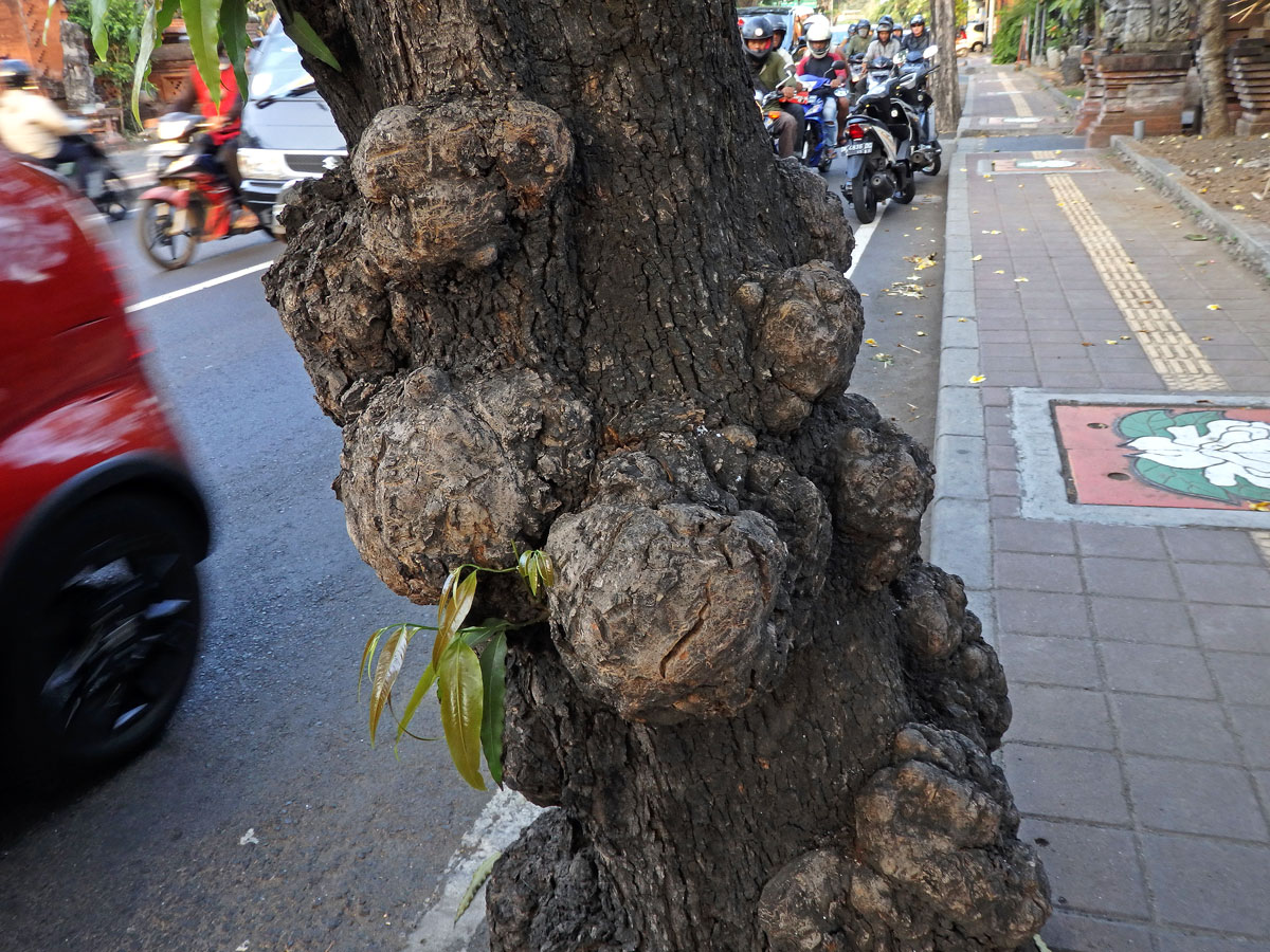 Nádor na Polyalthia longifolia (Sonn.) Thwaites (3b)