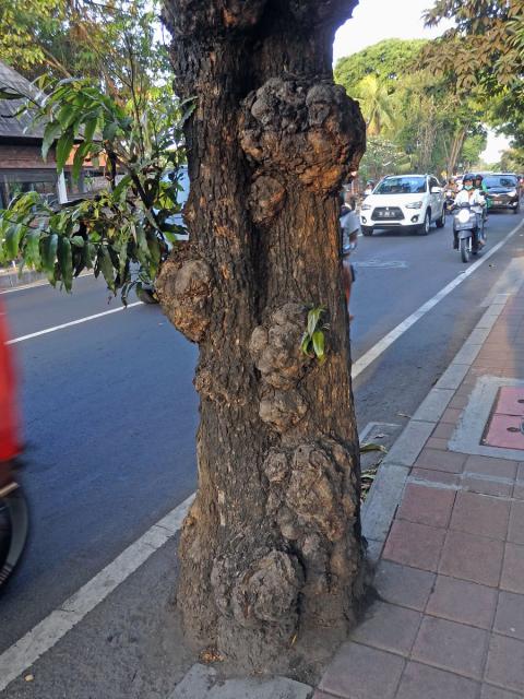 Nádor na Polyalthia longifolia (Sonn.) Thwaites (4a)