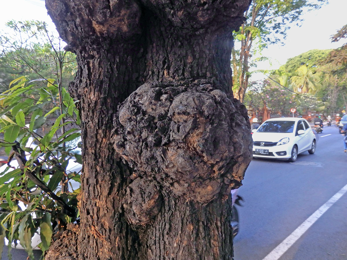 Nádor na Polyalthia longifolia (Sonn.) Thwaites (4d)