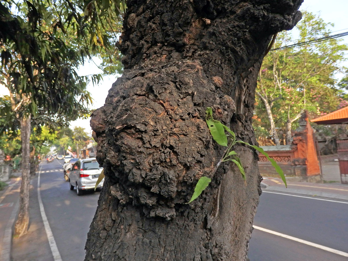 Nádor na Polyalthia longifolia (Sonn.) Thwaites (5)