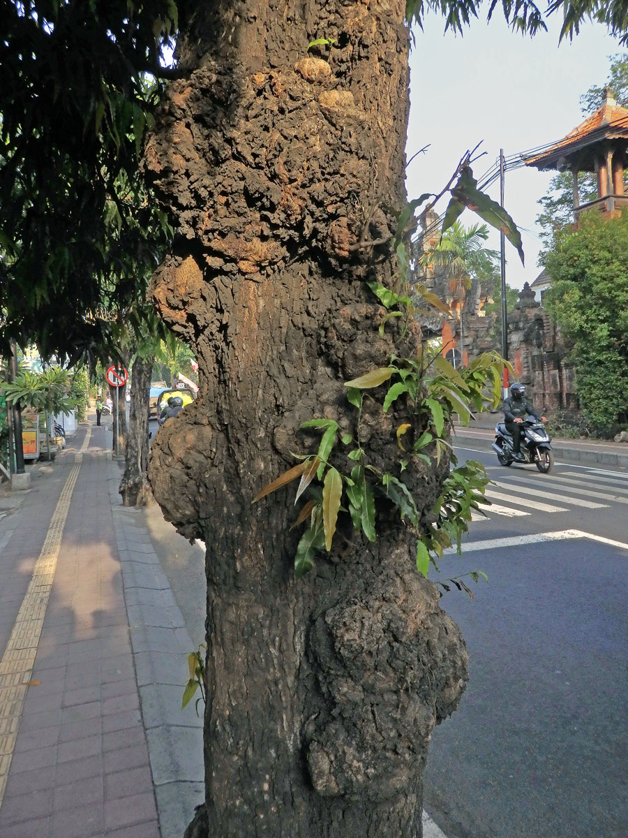 Nádor na Polyalthia longifolia (Sonn.) Thwaites (6b)