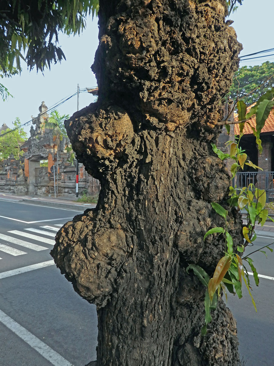 Nádor na Polyalthia longifolia (Sonn.) Thwaites (6d)