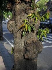 Nádor na Polyalthia longifolia (Sonn.) Thwaites (10a)