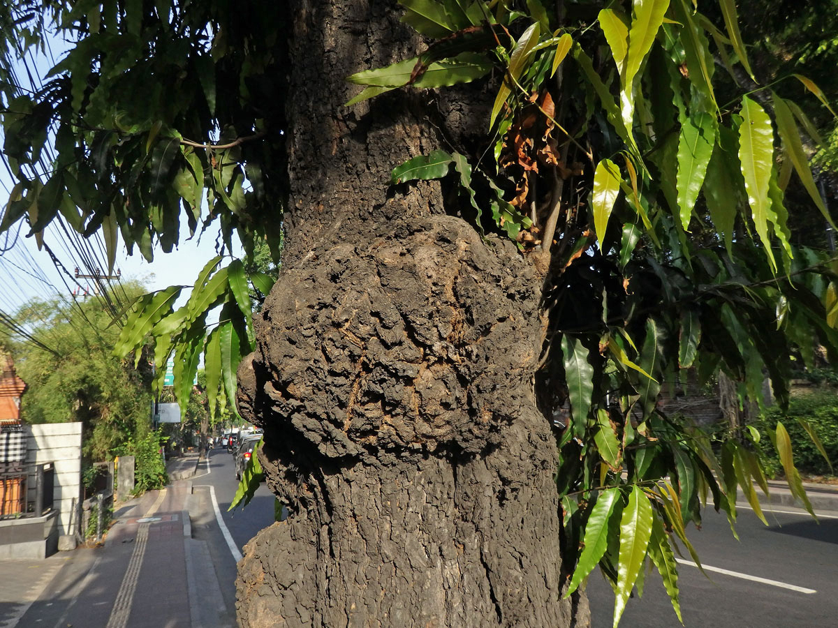 Nádor na Polyalthia longifolia (Sonn.) Thwaites (11)