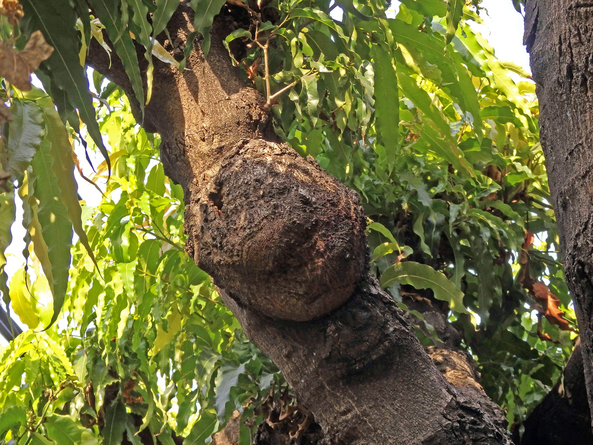 Nádor na Polyalthia longifolia (Sonn.) Thwaites (12)