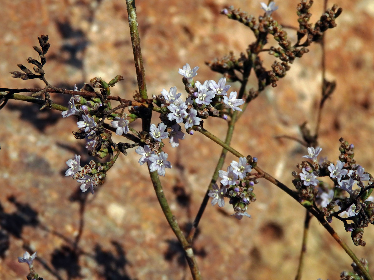 Limonka (Limonium narbonense Mill.)