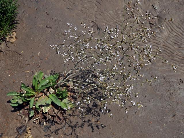 Limonka (Limonium narbonense Mill.)