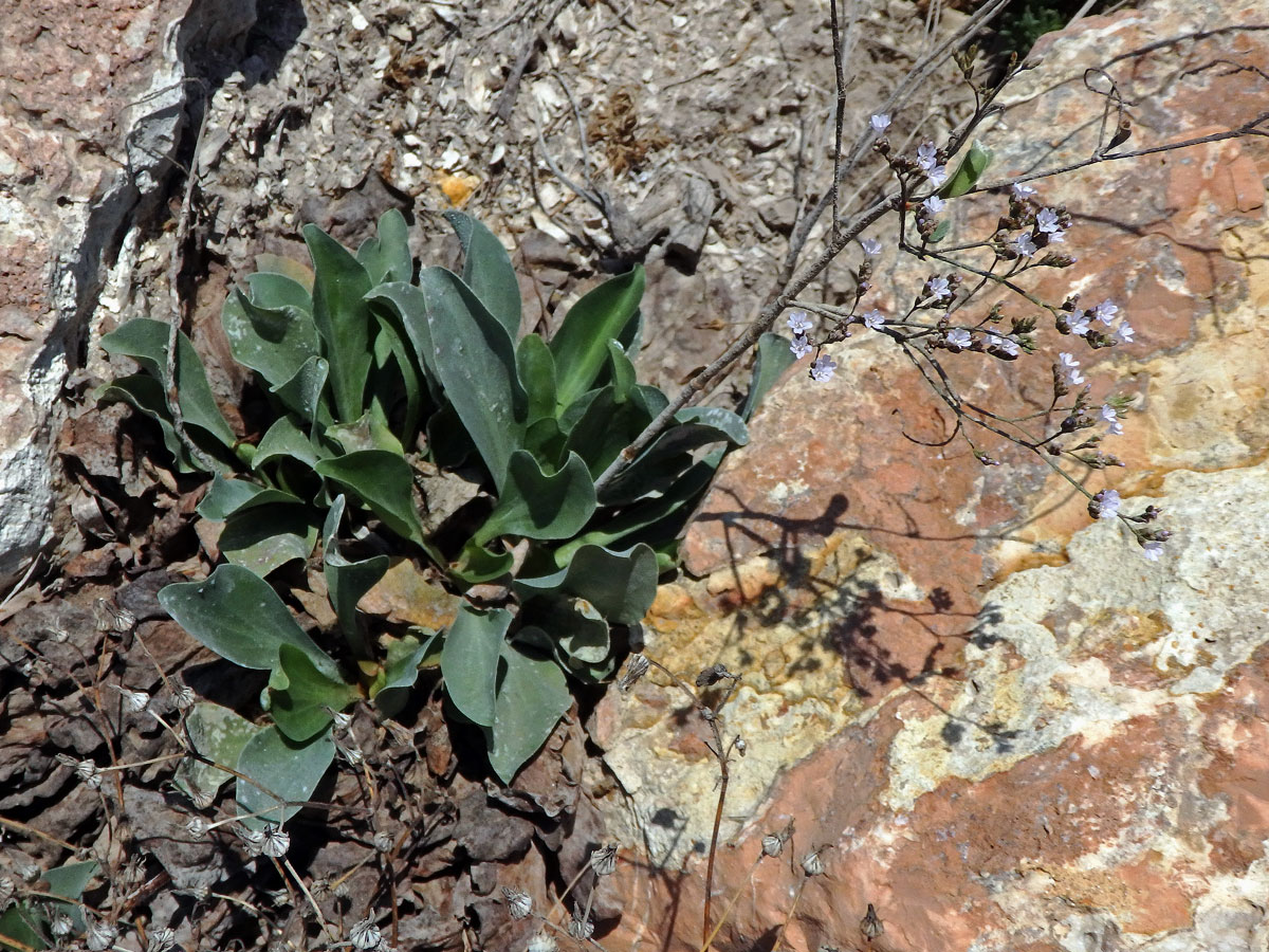 Limonka (Limonium narbonense Mill.)