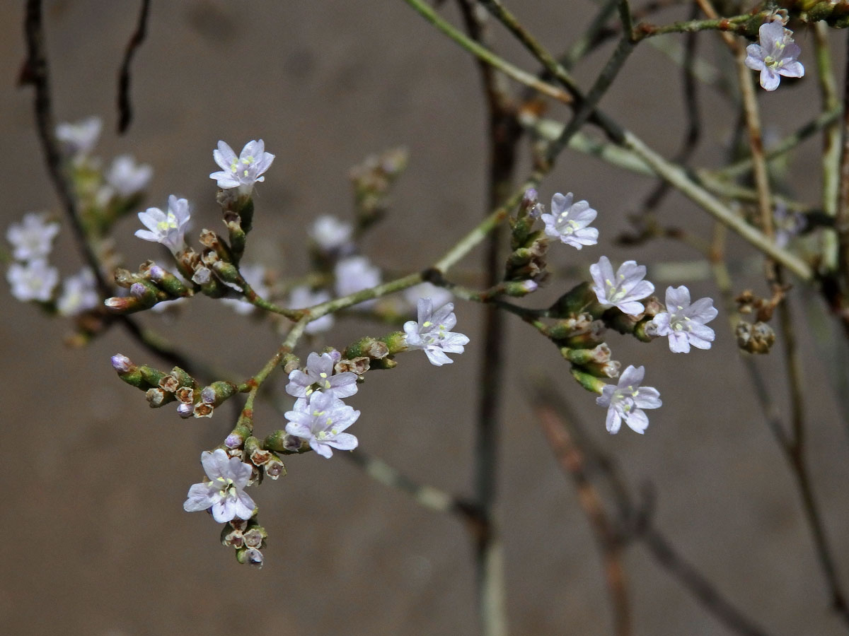 Limonka (Limonium narbonense Mill.)