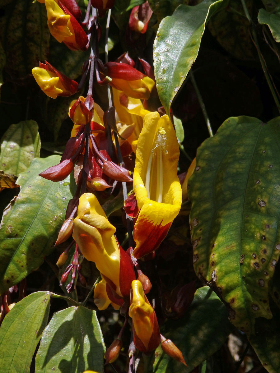 Thunbergie mysorská (Thunbergia mysorensis (Wight) T. Anders. ex Bedd.)