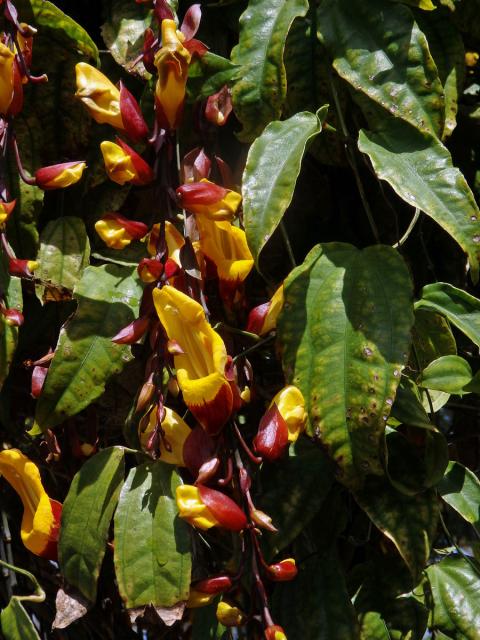 Thunbergie mysorská (Thunbergia mysorensis (Wight) T. Anders. ex Bedd.)