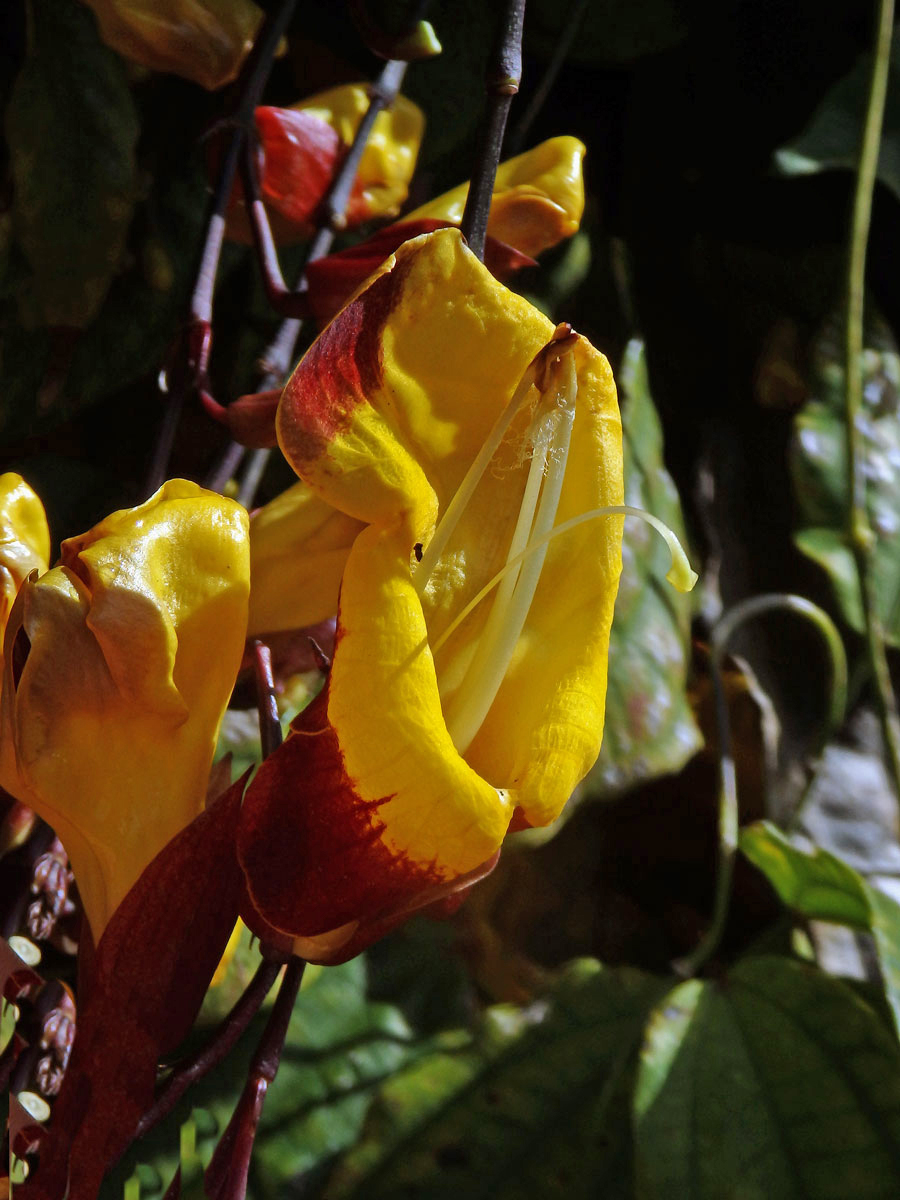 Thunbergie mysorská (Thunbergia mysorensis (Wight) T. Anders. ex Bedd.)