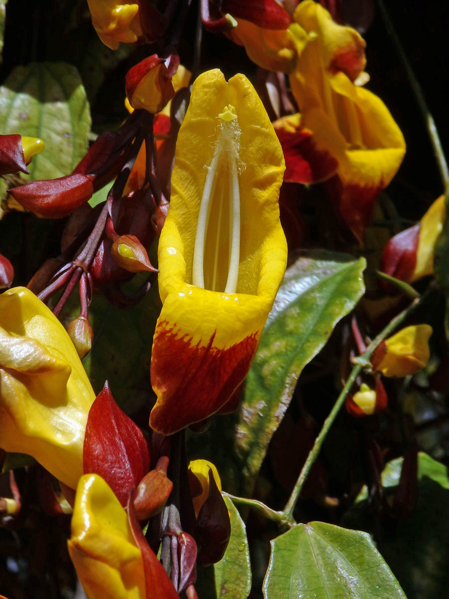 Thunbergie mysorská (Thunbergia mysorensis (Wight) T. Anders. ex Bedd.)