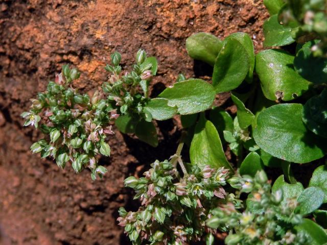 Kýlatka čtyřlistá (Polycarpon tetraphyllum (L.) L.)