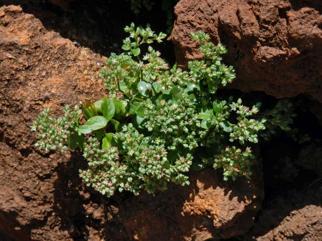 Kýlatka čtyřlistá (Polycarpon tetraphyllum (L.) L.)