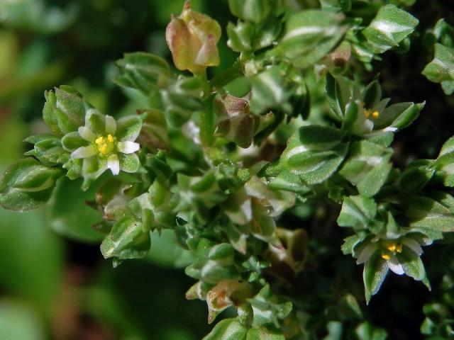 Kýlatka čtyřlistá (Polycarpon tetraphyllum (L.) L.)