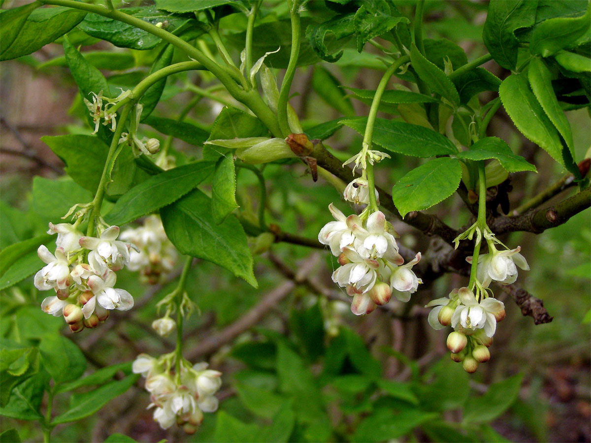 Klokoč zpeřený (Staphylea pinnata L.)