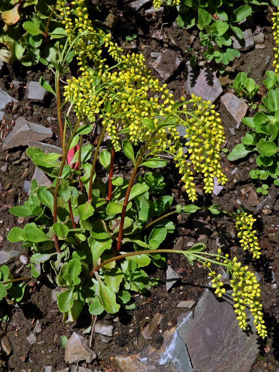 Pupovice vstřícnolistá (Chiastophyllum oppositifolium A. Berger)