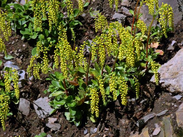 Pupovice vstřícnolistá (Chiastophyllum oppositifolium A. Berger)